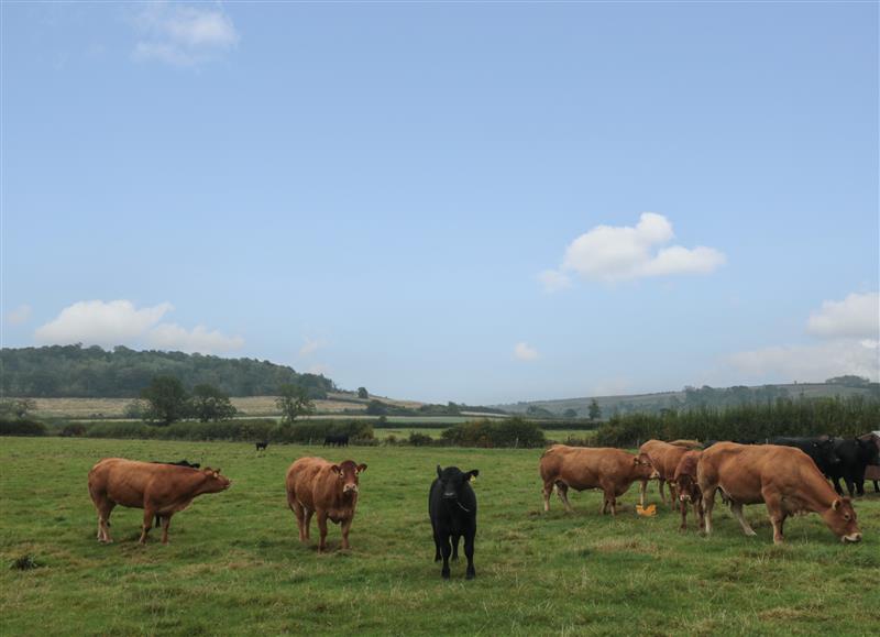 Rural landscape