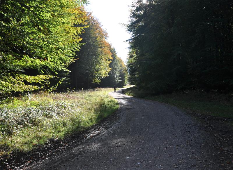 Rural landscape