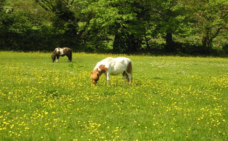 The area around Bilbrook Cottage