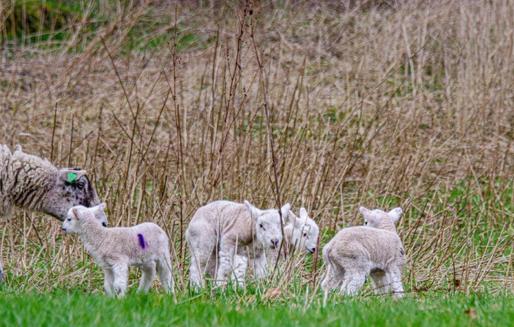 Lambs in the Spring time at Birkdale House, Windermere
