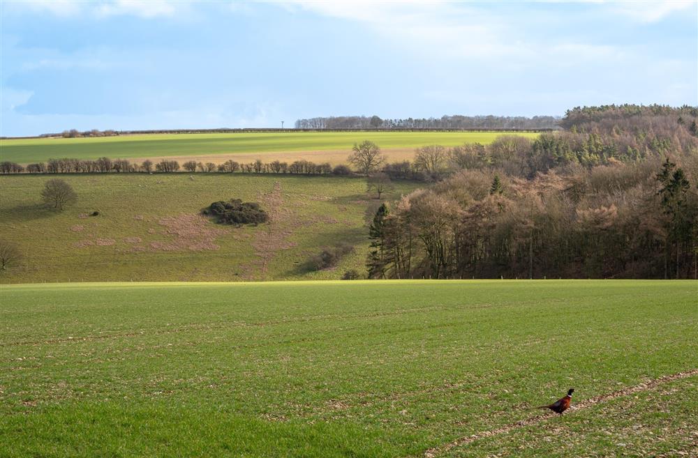 The countryside view