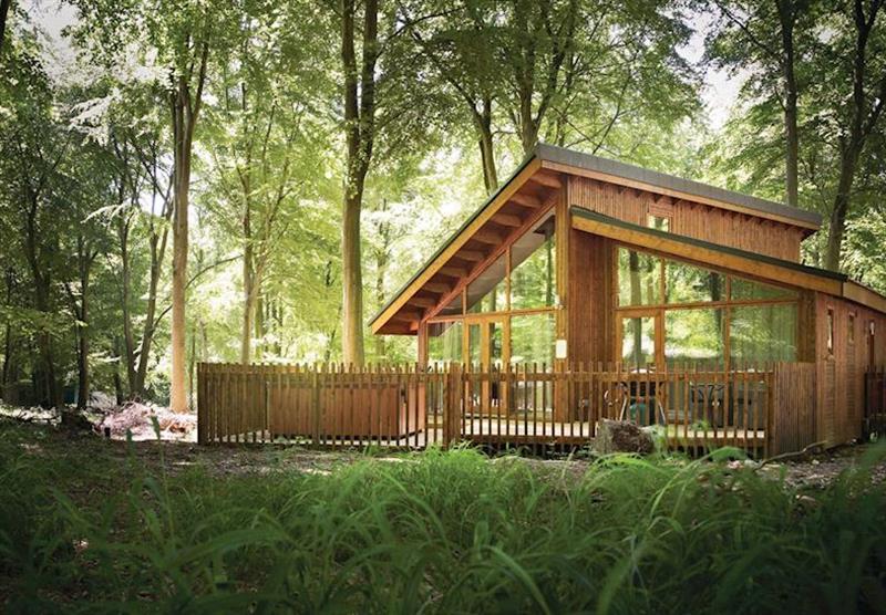 Typical Golden Oak Hideaway at Blackwood Forest Lodges in Hampshire, South of England
