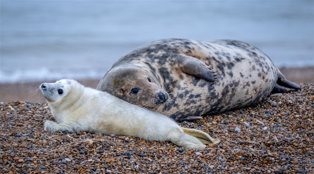 A grey seal and her white pup on a shingle beach at Blakeney Lodge in Blakeney, Norfolk