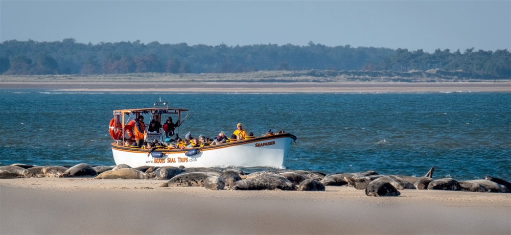 Seals on the beach at Blakeney Lodge in Blakeney, Norfolk