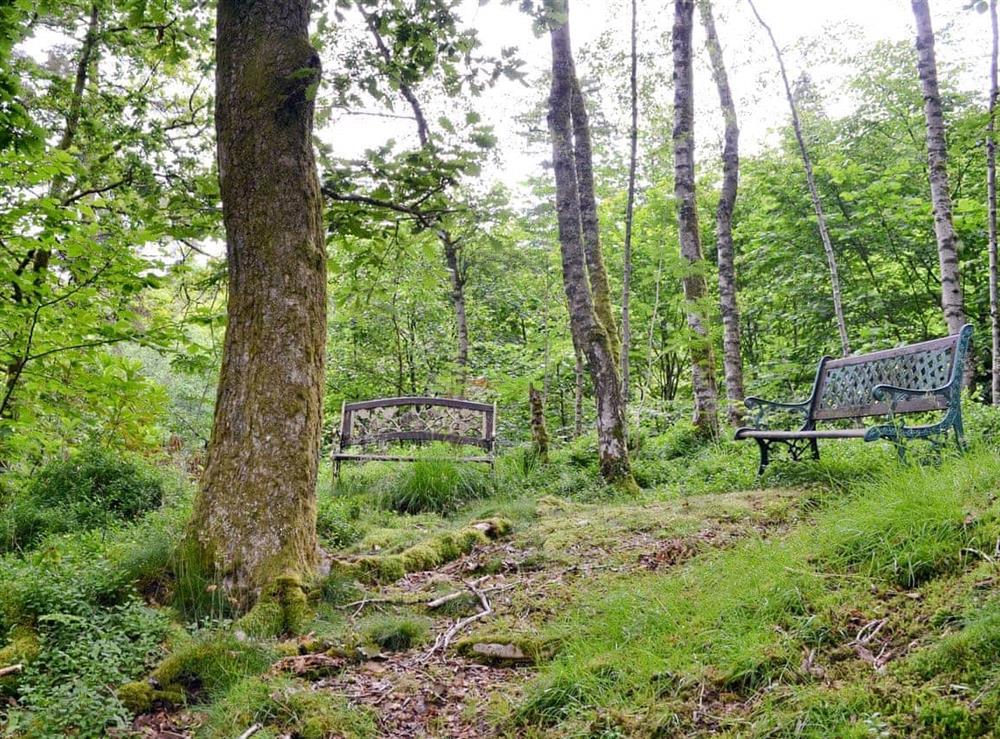 Seating in woodland glade