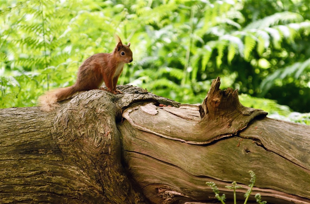 Red Squirrel on a tree at Bolt Cottage in Morpeth, Northumberland