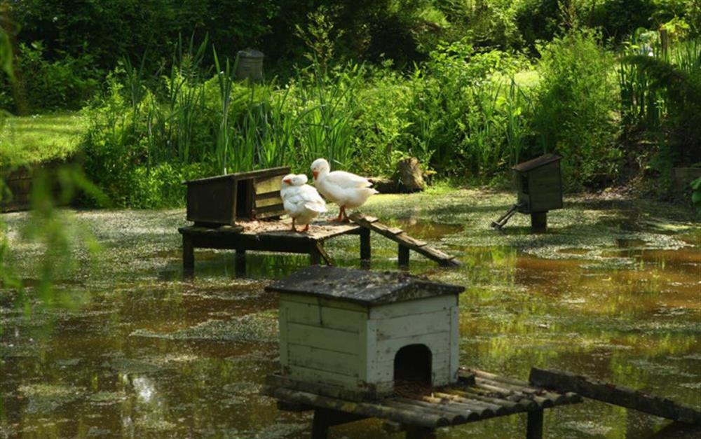 Geese and duck houses_r