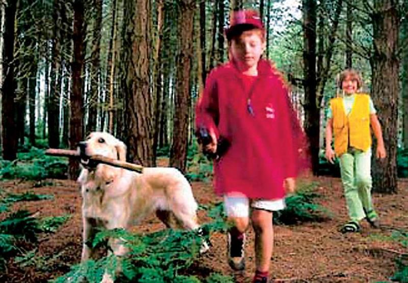 Enjoy woodland walks at Bracken Lodge and Owls Retreat in Norfolk, East of England