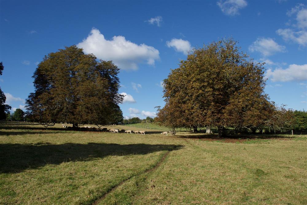 Lovely countryside walks from the cottage at Brew House Cottage, Clifton Maybank, nr Sherborne
