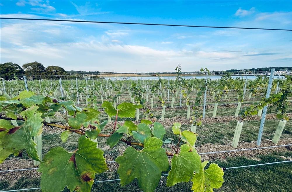 A vineyard overlooking the sea