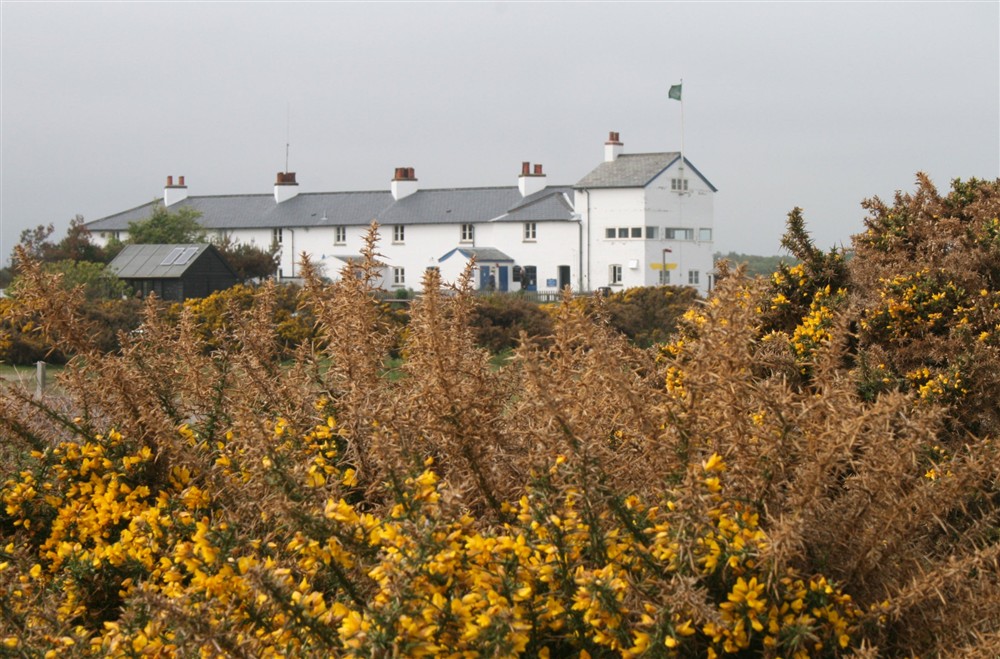Yellow gorse