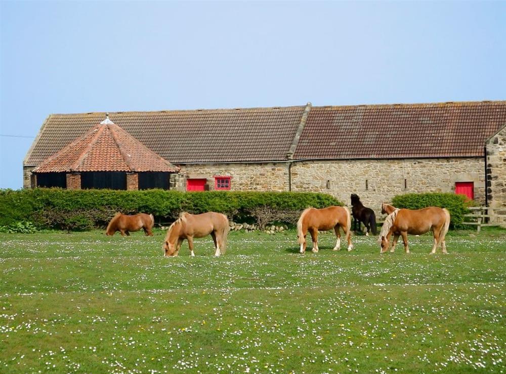 Set on a quiet arable farm with a resident herd of Welsh mountain ponies (photo 2) at Brier Dene End Cottage in Old Hartley, near Whitley Bay , Tyne and Wear