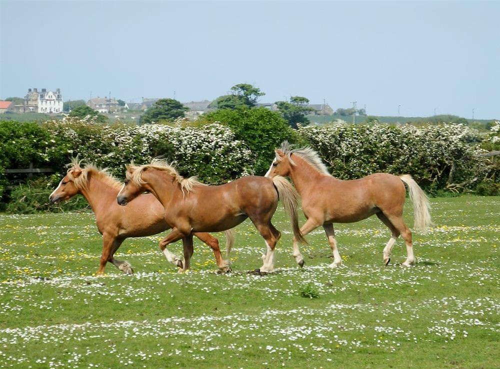 Set on a quiet arable farm with a resident herd of Welsh mountain ponies (photo 3) at Brier Dene End Cottage in Old Hartley, near Whitley Bay , Tyne and Wear