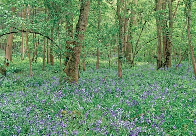 Woodland area at Brokerswood Holiday Park in Southwick, Wiltshire