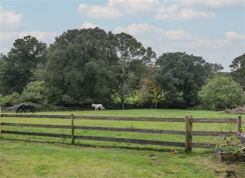 Rural landscape at Brook Farm, Shobley near Ringwood