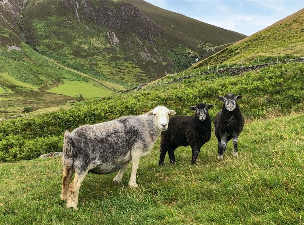 Lake District Herdwick Sheep on the way to Dash Water Falls - walkable from the cottage or after a short drive