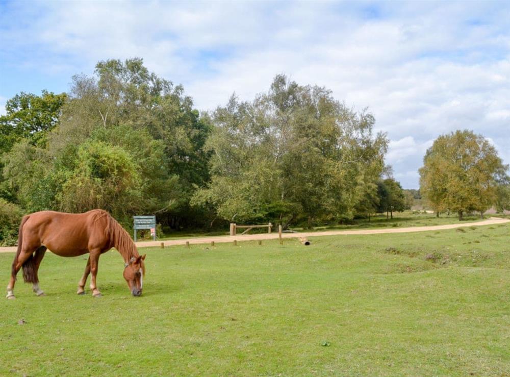 Ponies roaming in the beautiful surrounding area of the New Forest at Brookside Cottage in Burley, near Ringwood, Hampshire