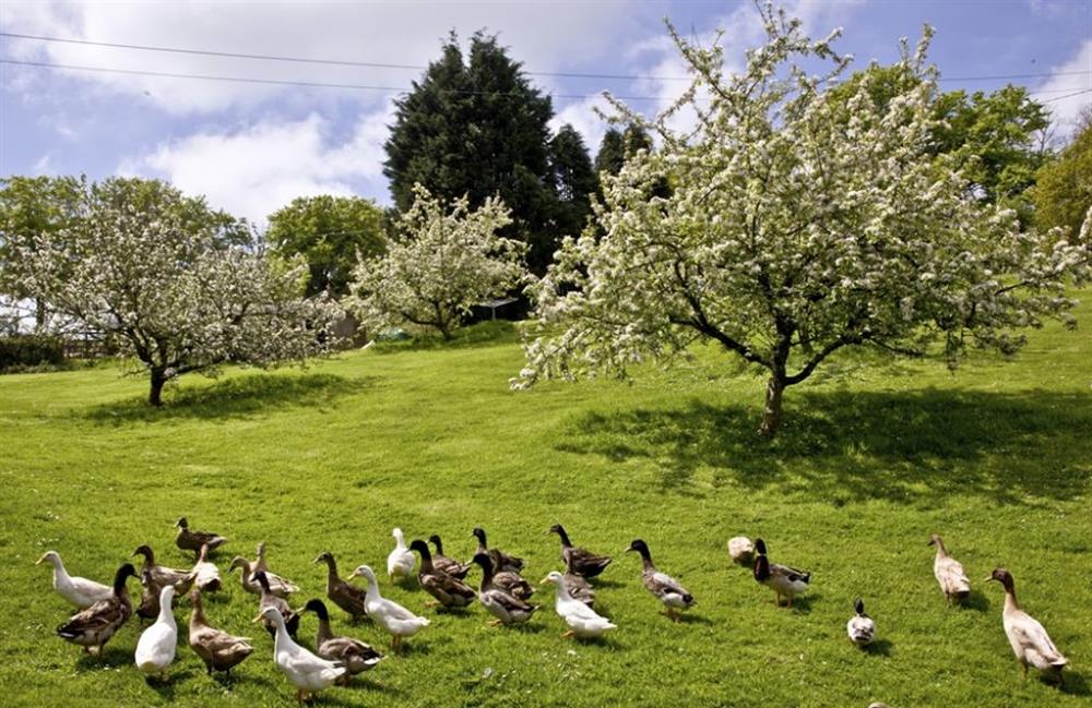 Ducks at Buckland House, Nr Dartmouth, Devon