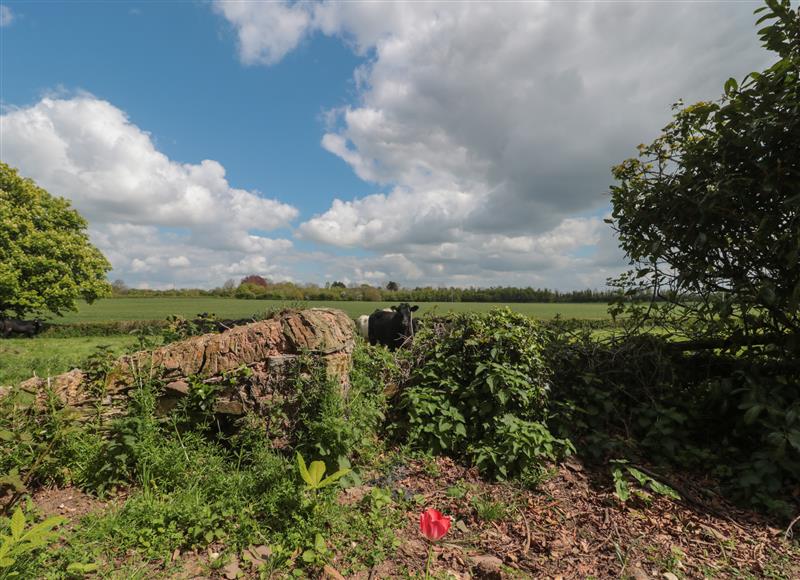 The area around Buckland House Pod at Buckland House Pod, Lower Durston near Taunton