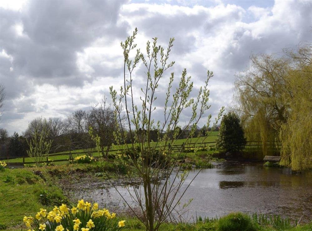 Pretty lakes and ponds in the grounds at Bugatti House in Bosbury, near Ledbury, Herefordshire