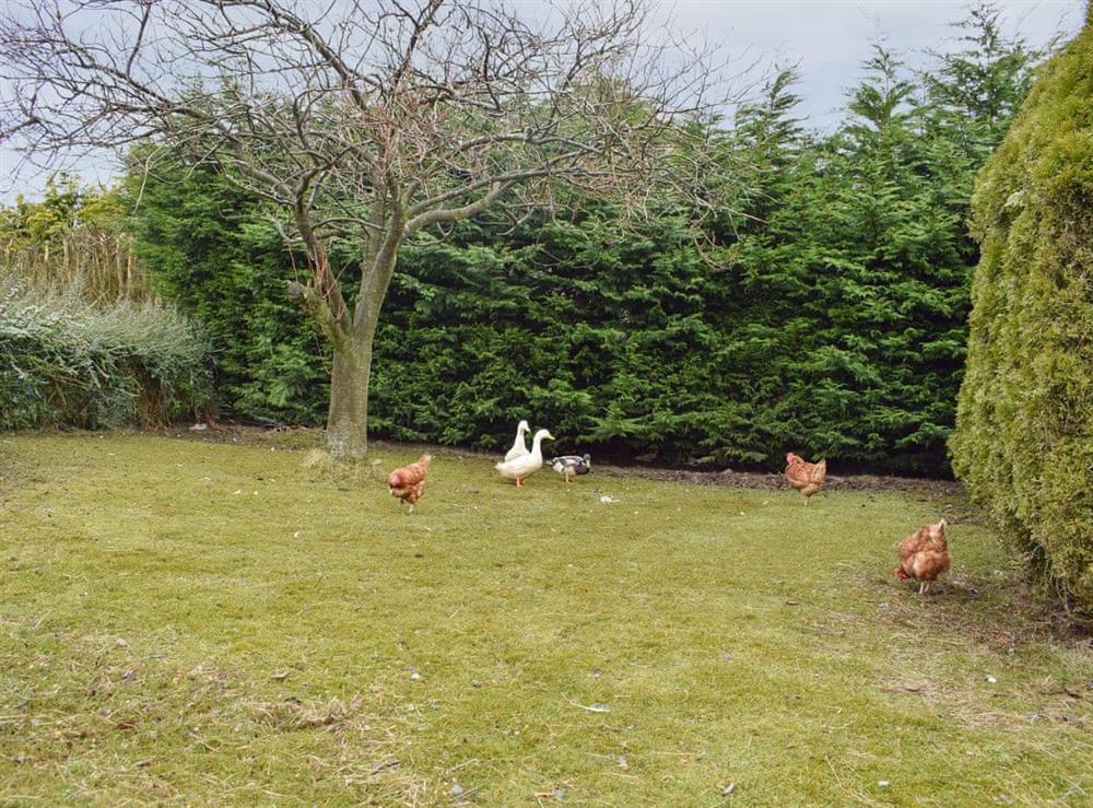 Garden at Bumbles Barn in Slamannan, near Falkirk, Stirlingshire