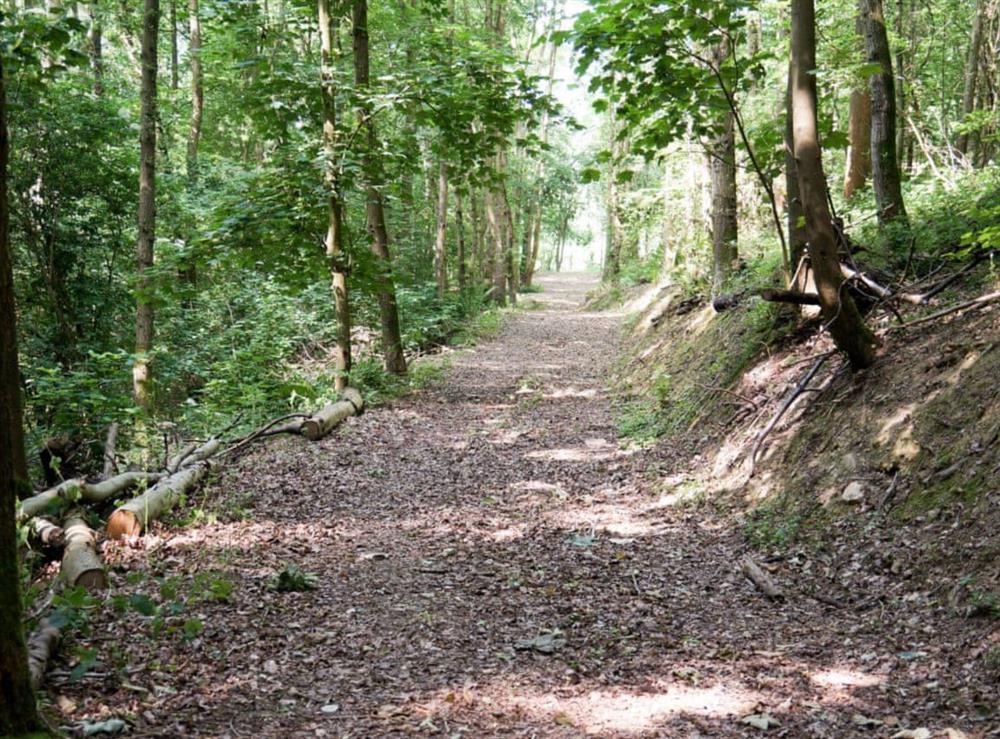 9 acres of woodland walks at Burrills View in Horderley, near Craven Arms, Shropshire