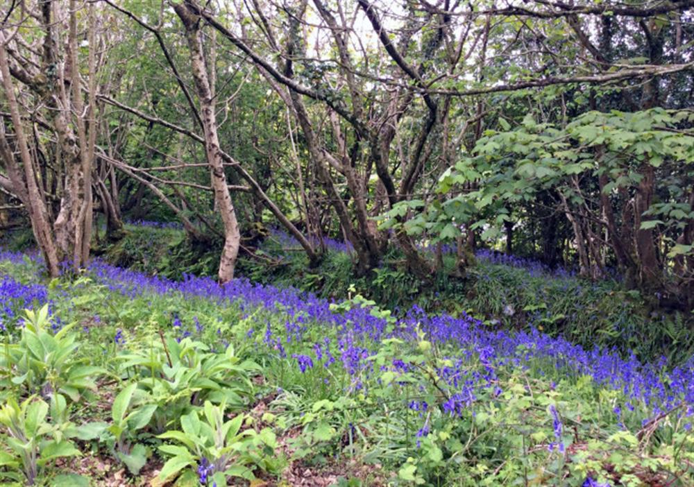 Seasonal Blue Bells in the woodland,  at Burrow Hill Cottage in Honiton
