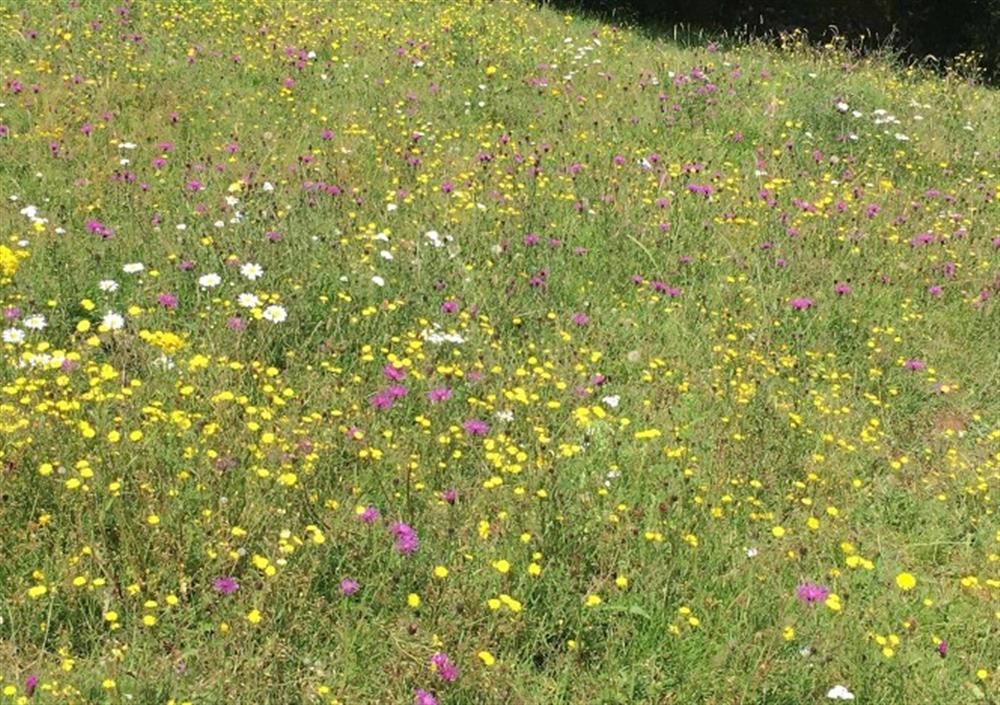 Wild flower meadow  at Burrow Hill Cottage in Honiton