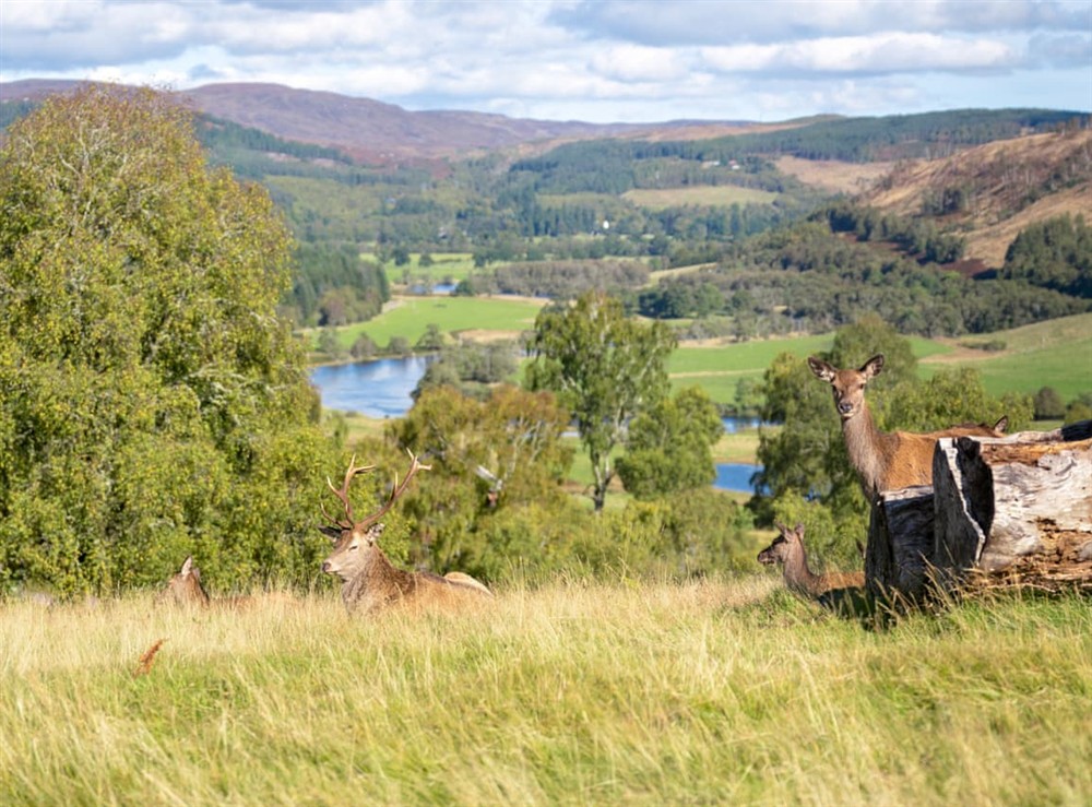 Surrounding area at Buteo in Beauly, Inverness-Shire