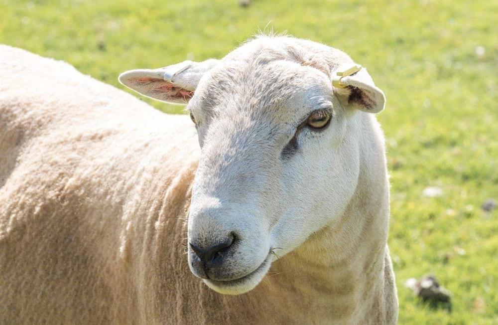 Enjoy the garden (photo 2) at Buttercup Hut in Chiddingly, East Sussex