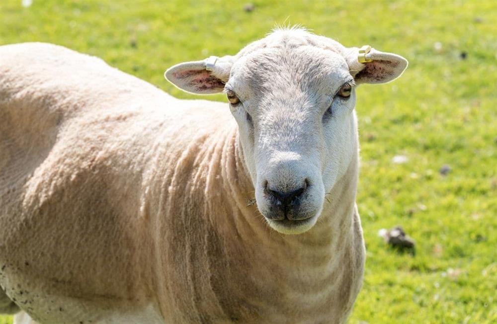 Enjoy the garden (photo 3) at Buttercup Hut in Chiddingly, East Sussex