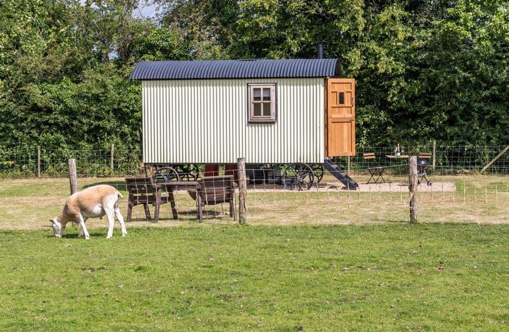 Enjoy the garden (photo 4) at Buttercup Hut in Chiddingly, East Sussex