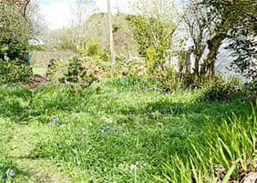 Bluebell garden at The Farmhouse, 