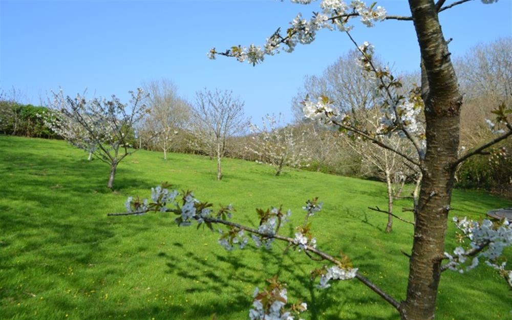 An artistic and more detailed photo of the orchard. To the right, there is a path that leads you through the woods and down to a stream - all yours to enjoy during your holiday.