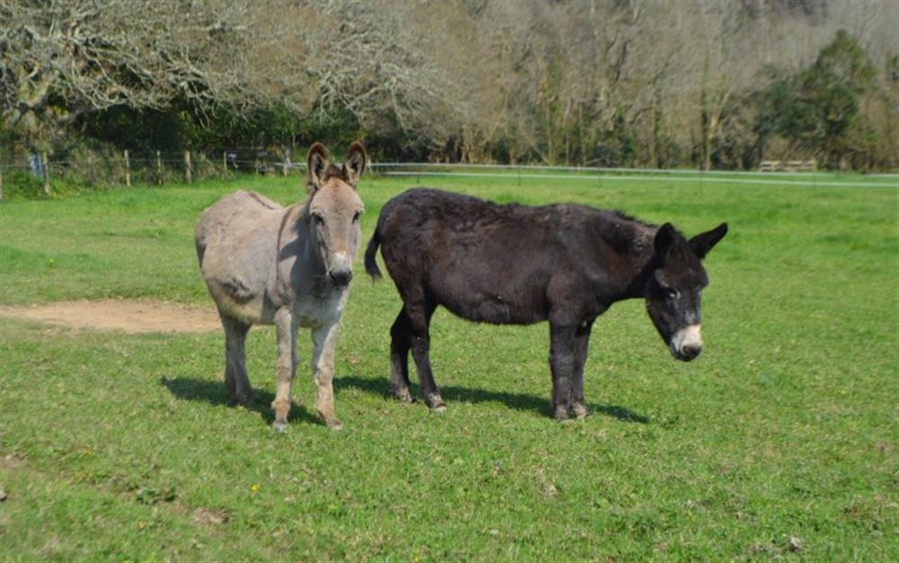 Please meet resident rescue donkeys, Lady Fleur and Babar! at Carabone Cottage in The Lizard