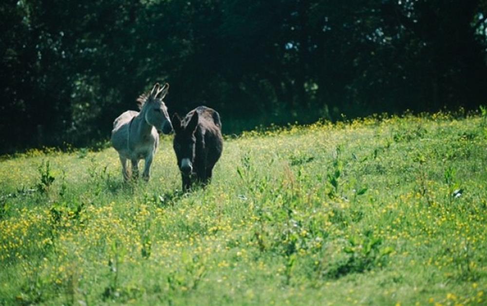 The donkeys in their sunny field! at Carabone Cottage in The Lizard