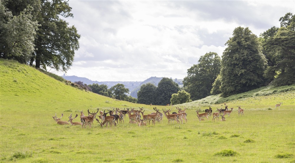 A herd of fallow deer standing on grass in parkland at Cariad Cottage in Llandeilo, Carmarthenshire