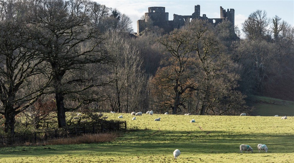Sheep grazing with Dinefwr Castle in the background, Dinefwr, Carmarthenshire at Cariad Cottage in Llandeilo, Carmarthenshire