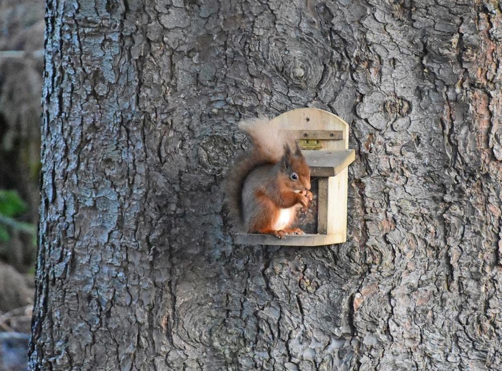 Red squirrels are just one of the many visitors to this wonderful area of thriving wildlife at Casa Duran in Killin, Sterlingshire, Perthshire