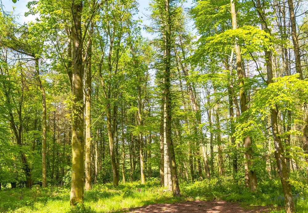 The woodland glade