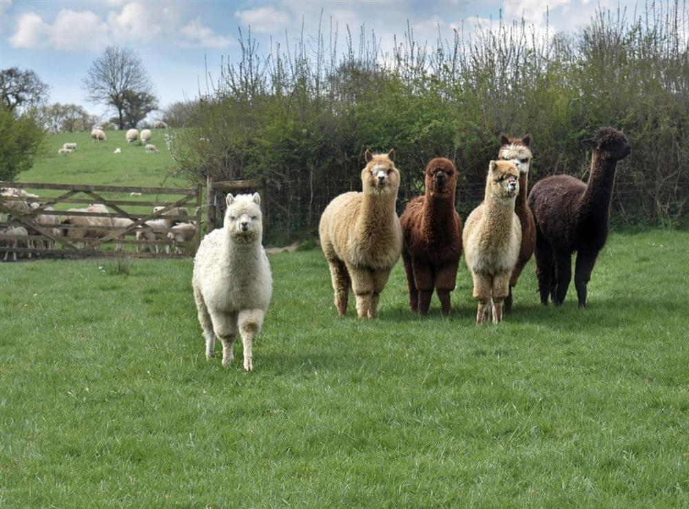 The owners’ alpacas