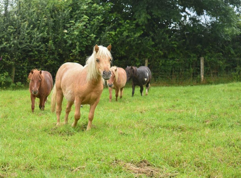 The owners’ Shetland ponies