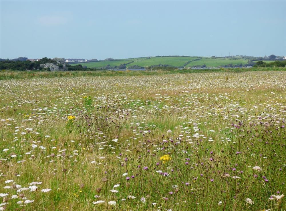 Wildflower meadow at Cerrig Cottages at Lapwing Cottage, 