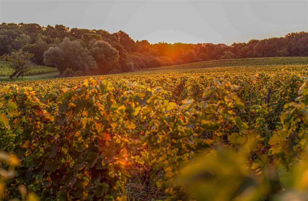 Chateau Des Etoiles