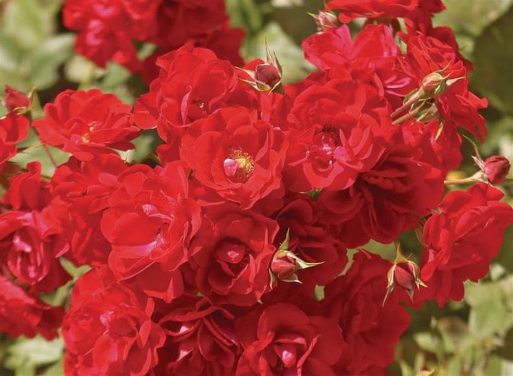 Surrounding area (photo 4) at Ch&acirc;teau du Treuil in Burie, Charente-Maritime, France