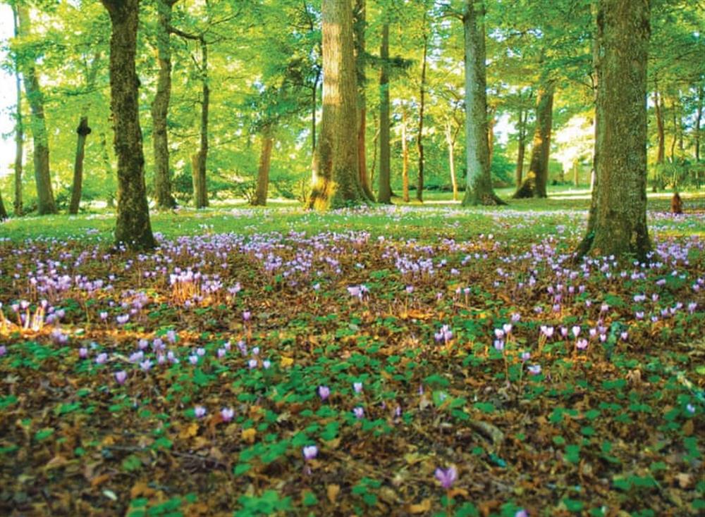 Surrounding area (photo 5) at Ch&acirc;teau du Treuil in Burie, Charente-Maritime, France