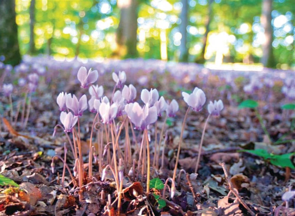Surrounding area (photo 6) at Ch&acirc;teau du Treuil in Burie, Charente-Maritime, France