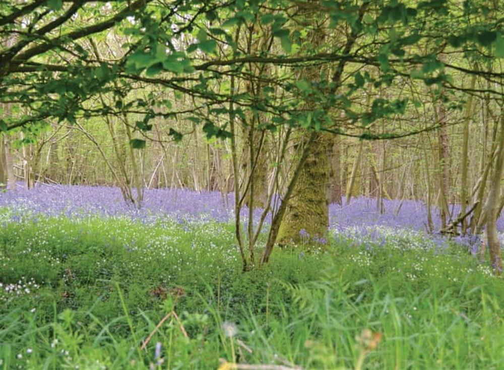 Surrounding area (photo 6) at Chateau Marconne in Marconne, Pas-de-Calais, France
