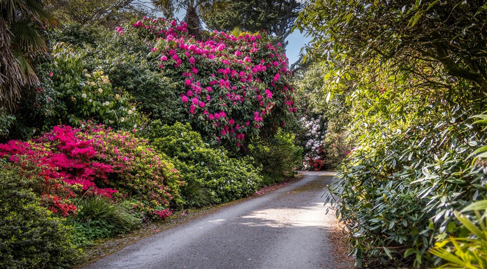 A lane in the area surrounding Chatham, Cornwall at Chatham in Falmouth, Cornwall