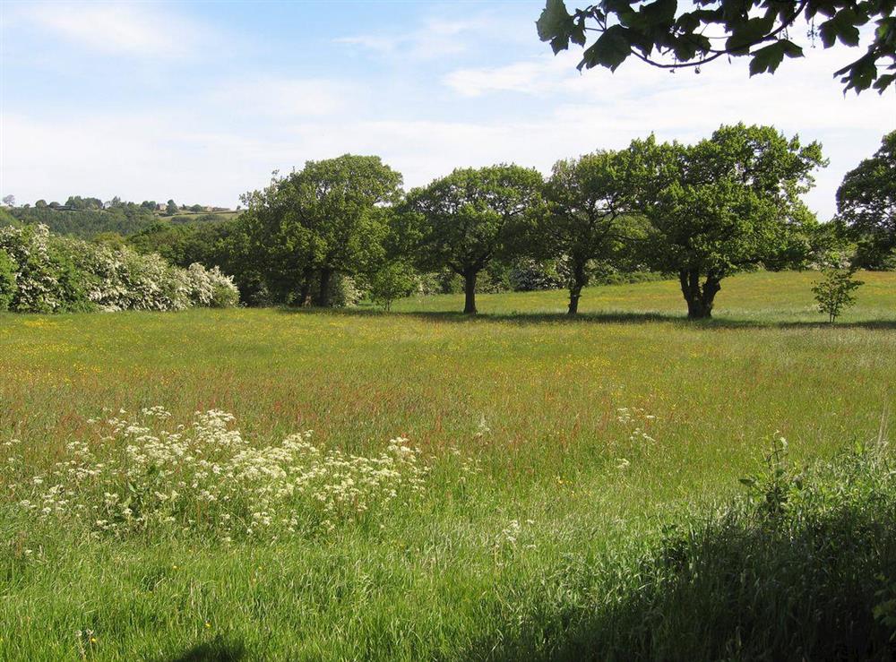 Wildflower meadow at Chestnut Cottage in Old Brampton, near Bakewell, Derbyshire